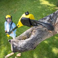 Best Grass Overseeding  in Bothell East, WA